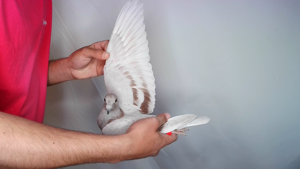 Pigeon image