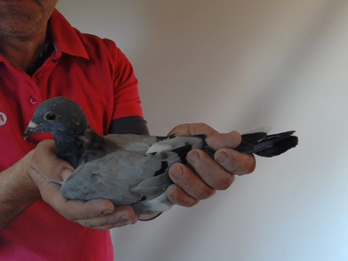 Pigeon image