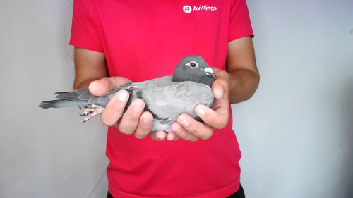 Pigeon image
