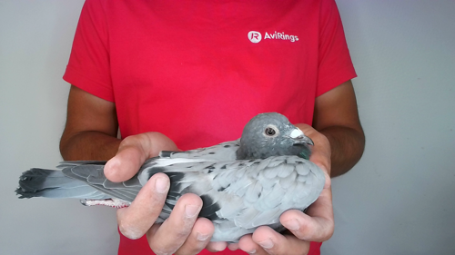 Pigeon image