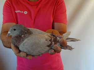 Pigeon image