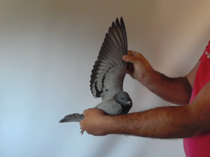 Pigeon image