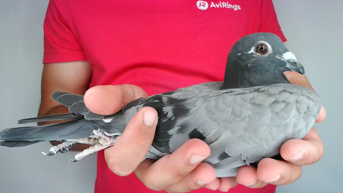 Pigeon image