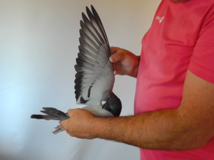 Pigeon image