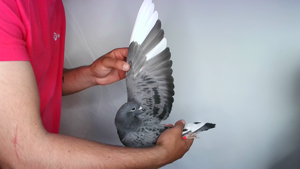 Pigeon image