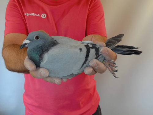 Pigeon image