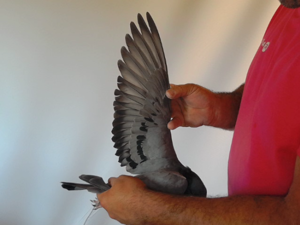 Pigeon image
