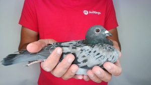 Pigeon image