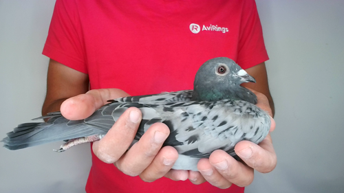 Pigeon image