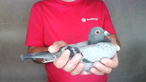 Pigeon image