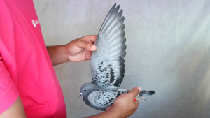 Pigeon image