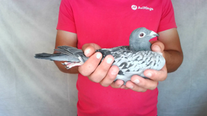 Pigeon image