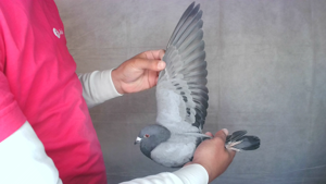 Pigeon image