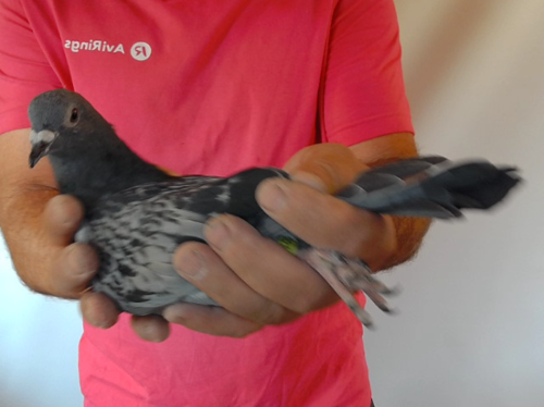 Pigeon image