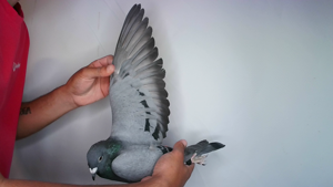 Pigeon image