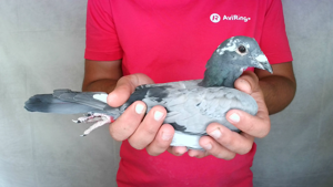 Pigeon image