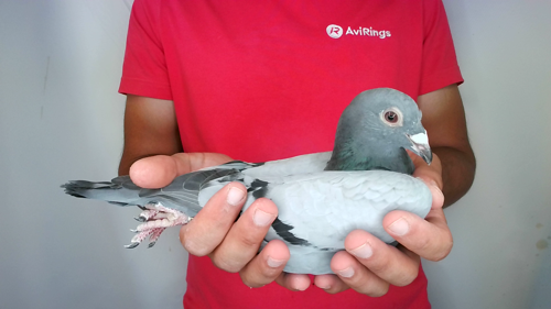 Pigeon image