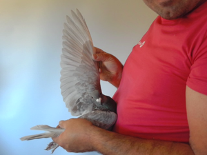 Pigeon image