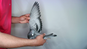 Pigeon image