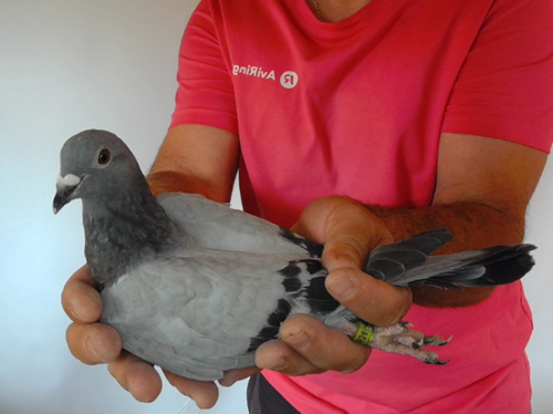 Pigeon image