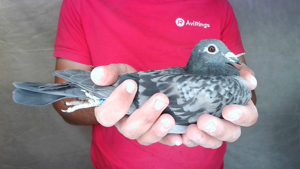 Pigeon image