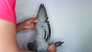 Pigeon image