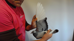 Pigeon image