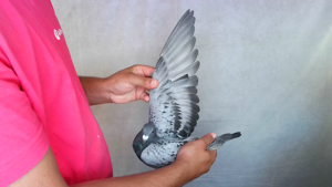 Pigeon image