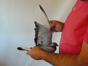 Pigeon image