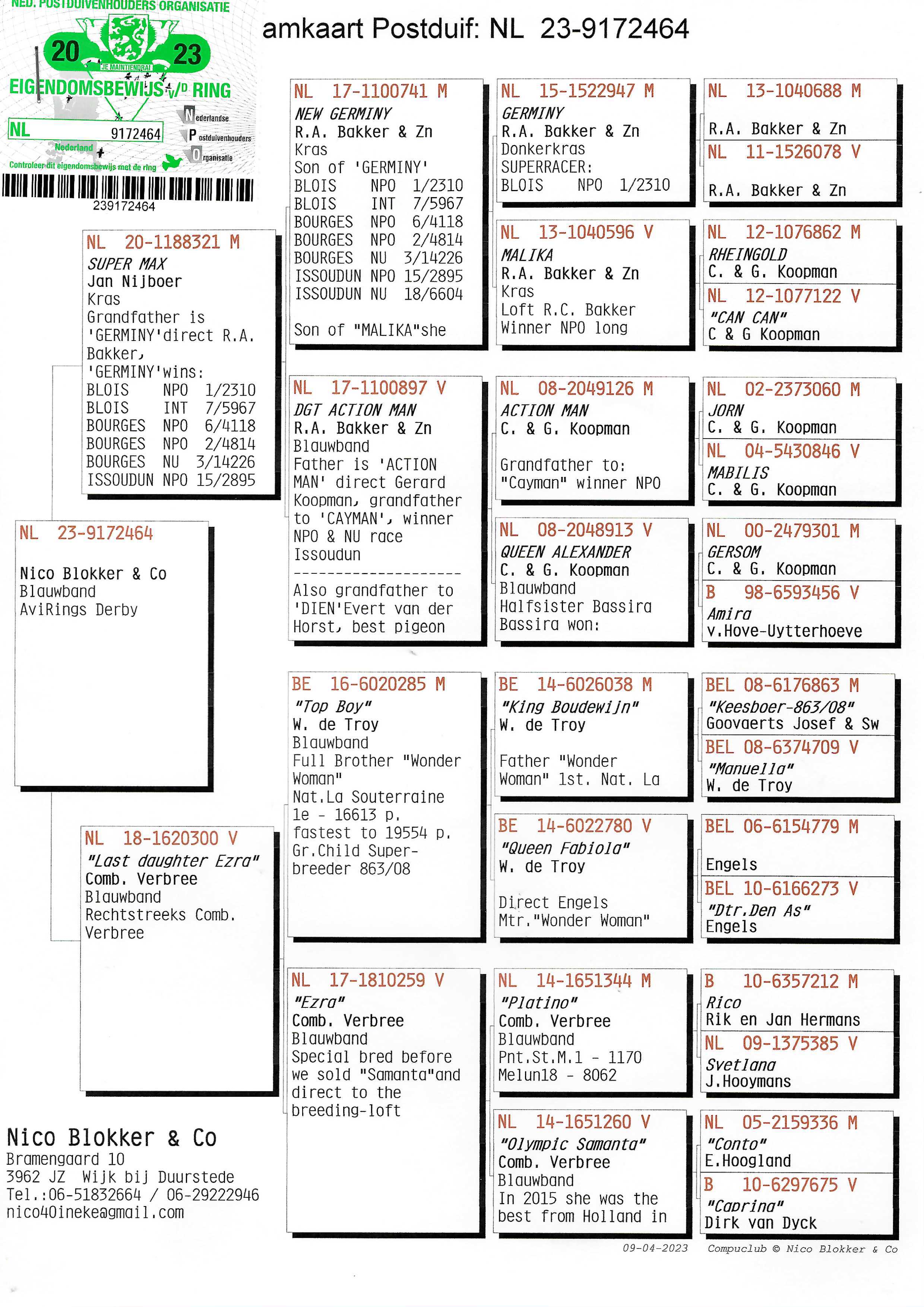 Pigeon pedigree image