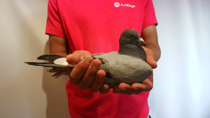 Pigeon image