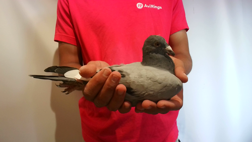 Pigeon image