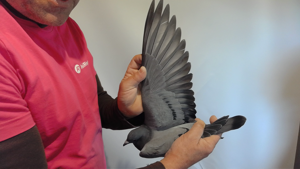 Pigeon image