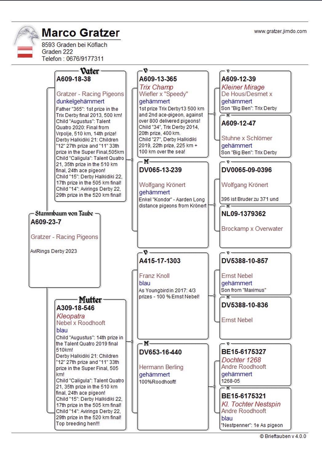 Pigeon pedigree image