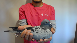 Pigeon image