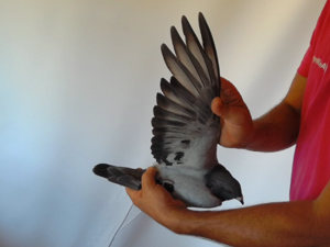 Pigeon image