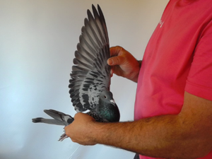 Pigeon image