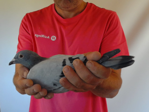 Pigeon image