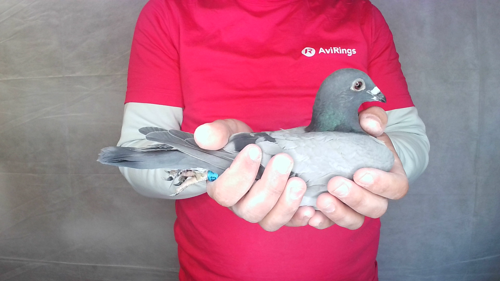Pigeon image