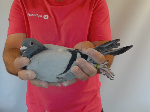 Pigeon image