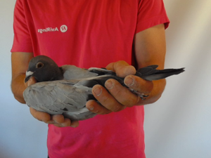 Pigeon image