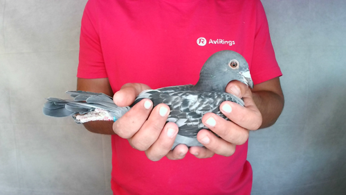 Pigeon image