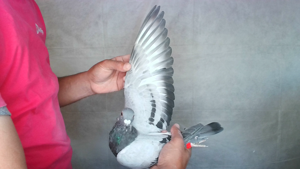 Pigeon image
