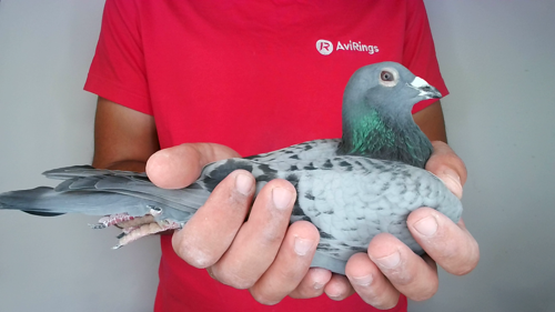 Pigeon image