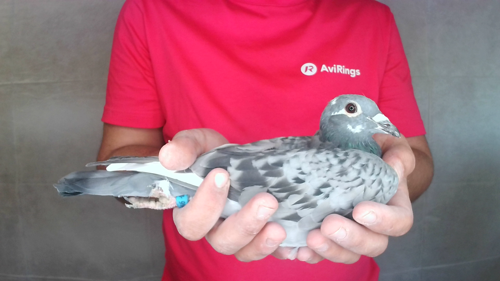 Pigeon image
