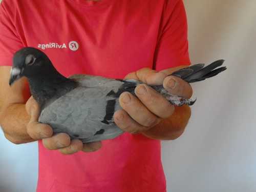 Pigeon image