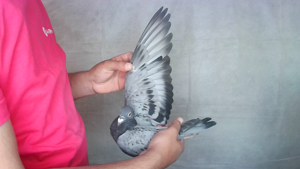 Pigeon image