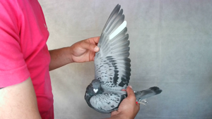 Pigeon image