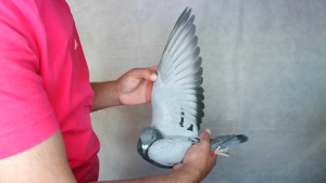 Pigeon image