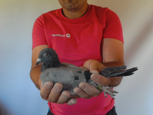Pigeon image